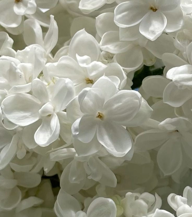 Delicate White Flowers