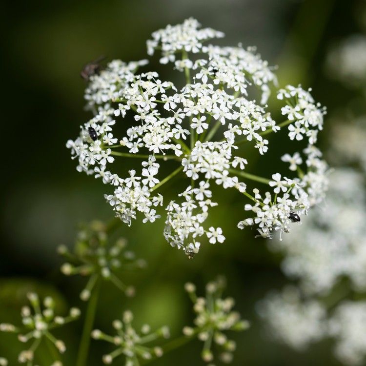 Evergreen Hemlock