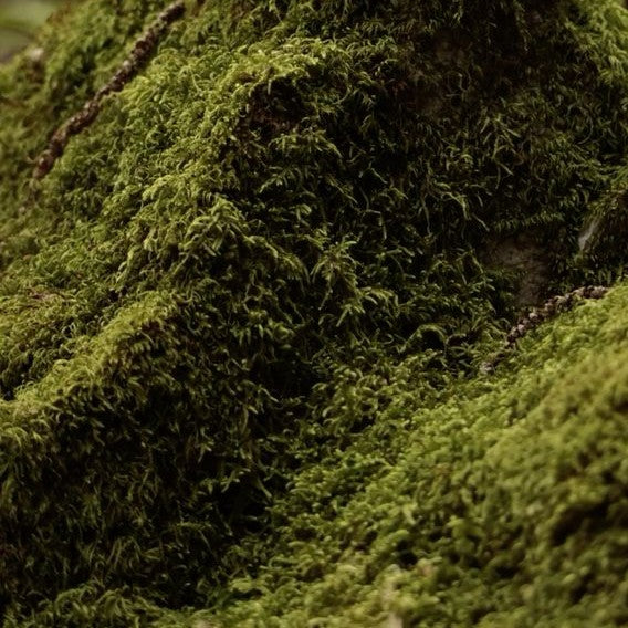 Rich Oakmoss