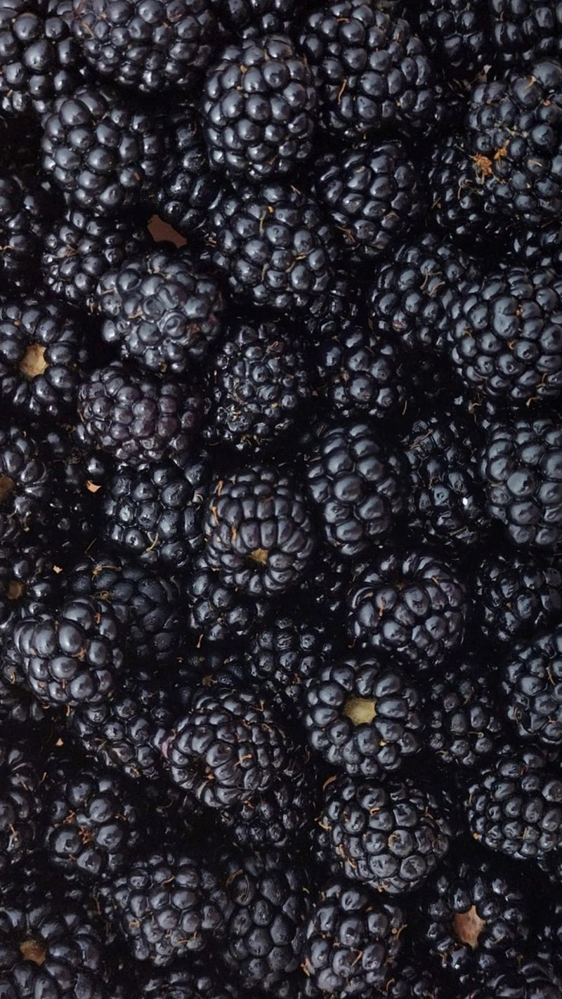 Juicy Blackberry