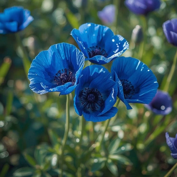 Blue Poppies