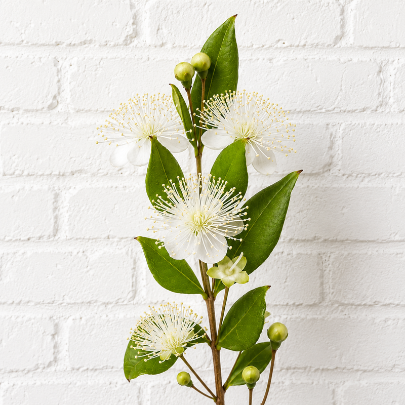 Fresh Myrtle