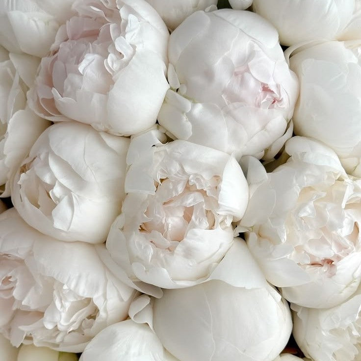 Delicate Peony