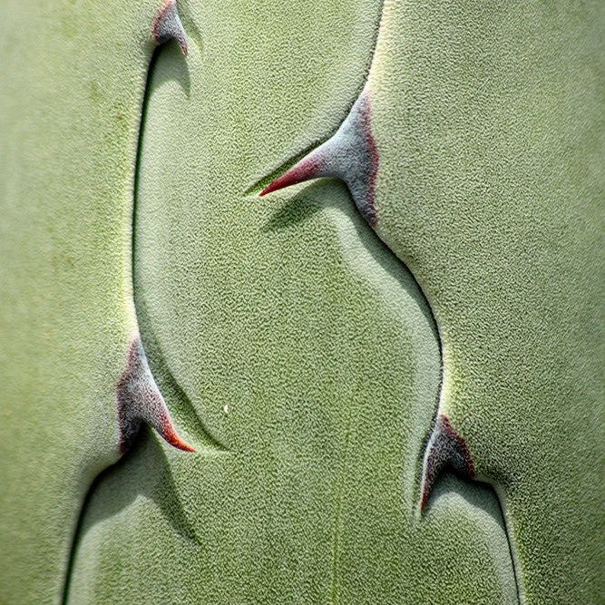 Dewy Agave