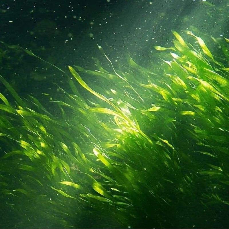 Wild Algae