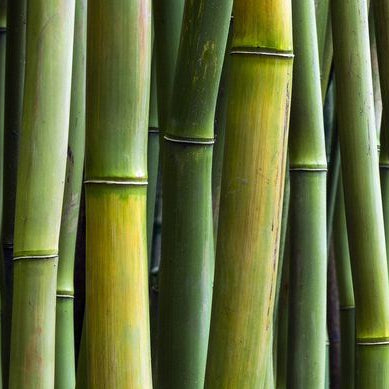 Crisp Bamboo