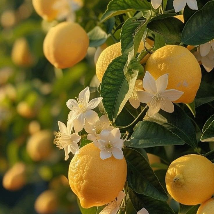 Bright Lemon Blossom