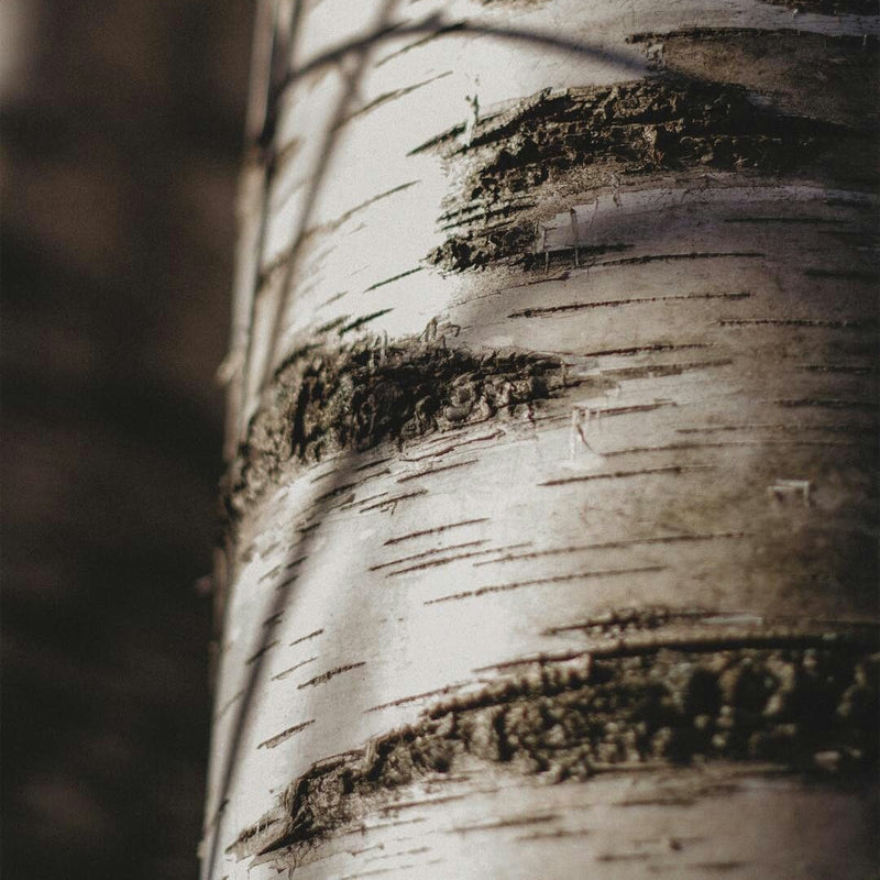 Earthy Birch