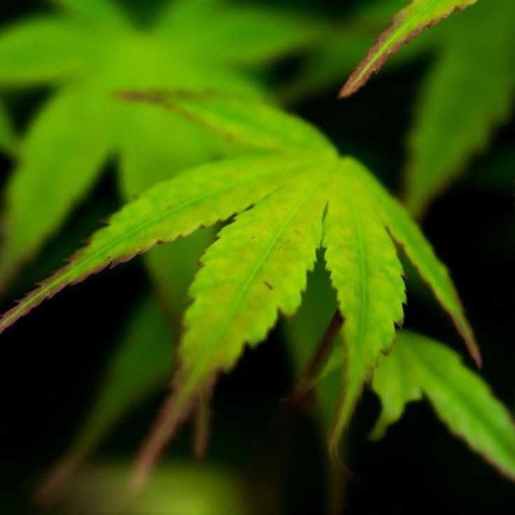 Earthy Cannabis Accord
