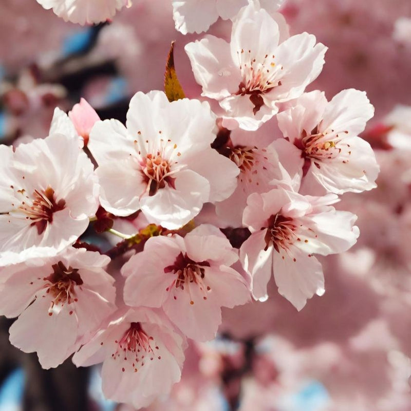 Soft Cherry Blossom