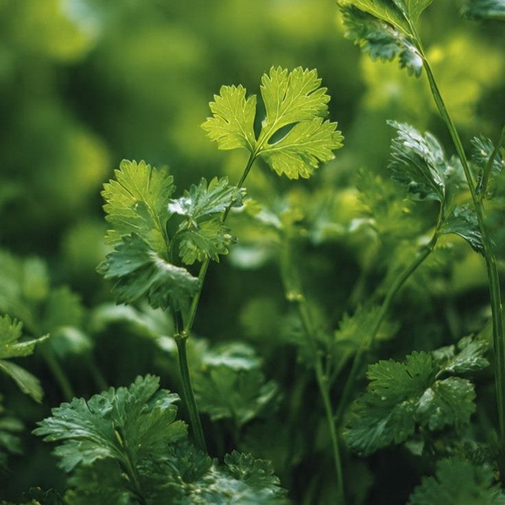 Spicy Coriander