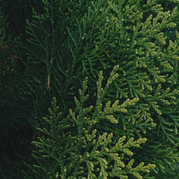 Mysterious Cypress