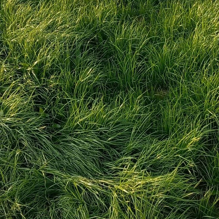 Fresh Grass