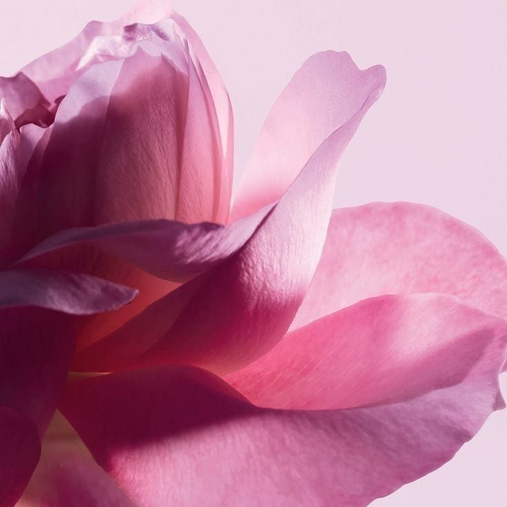 Blooming Rose
