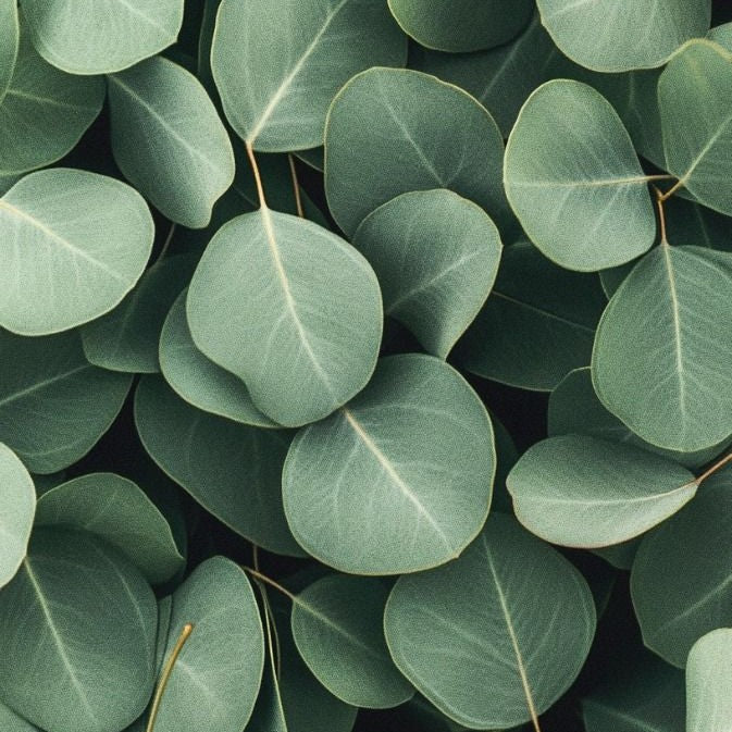 Fresh Eucalyptus