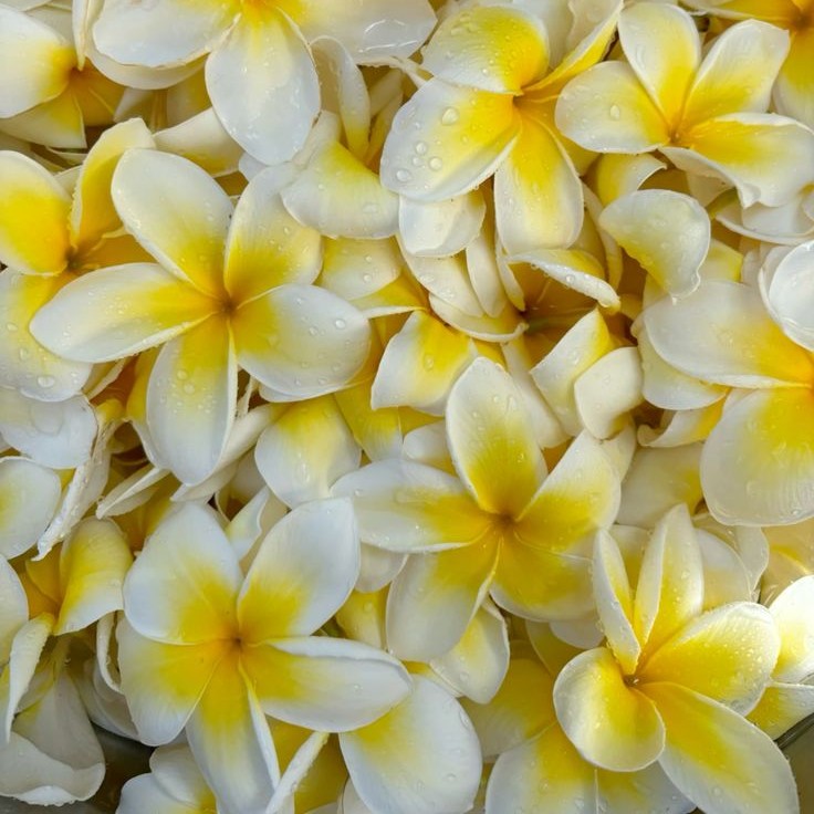 Tropical Frangipani