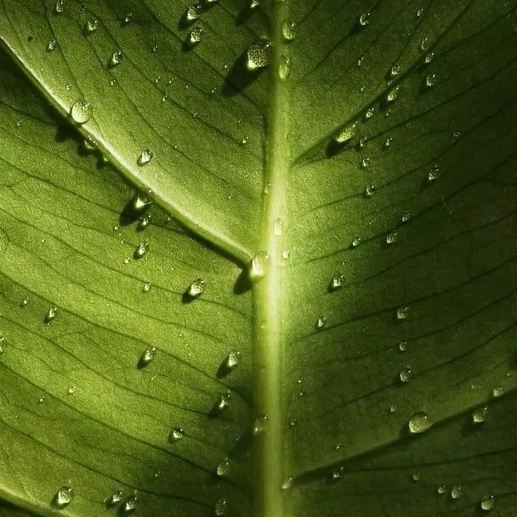 Lush Green Notes