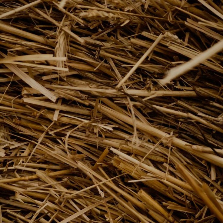 Golden Hay
