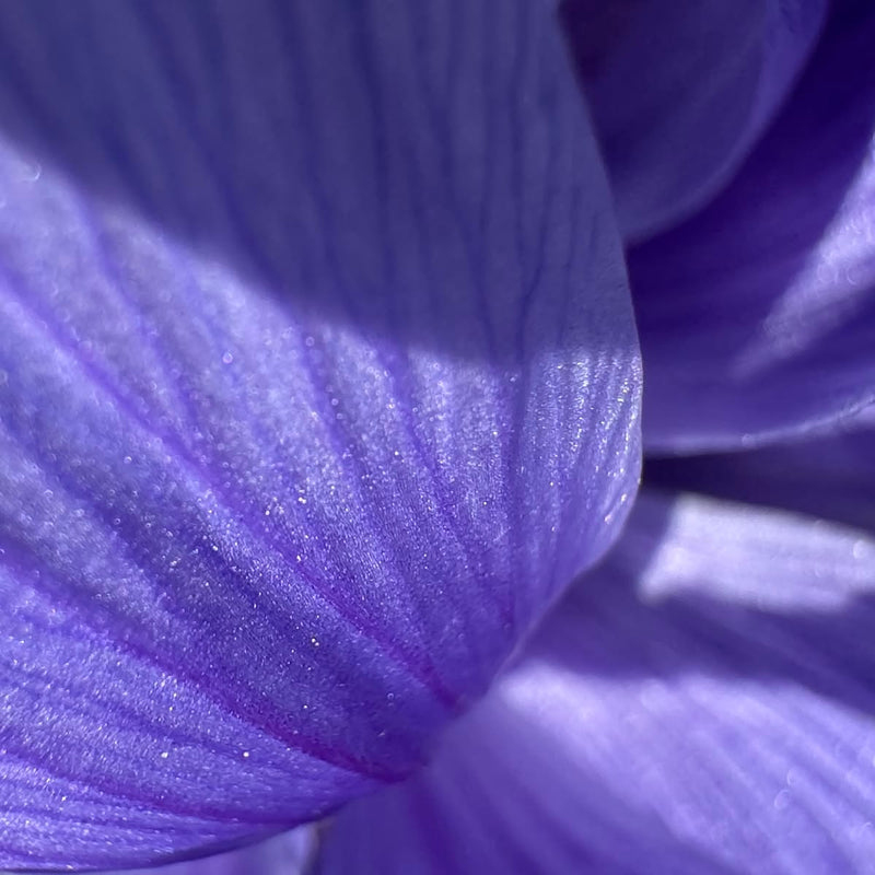 Graceful Iris