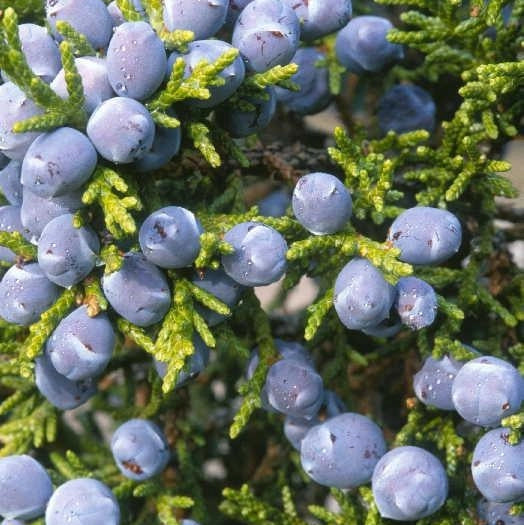 Aromatic Juniper