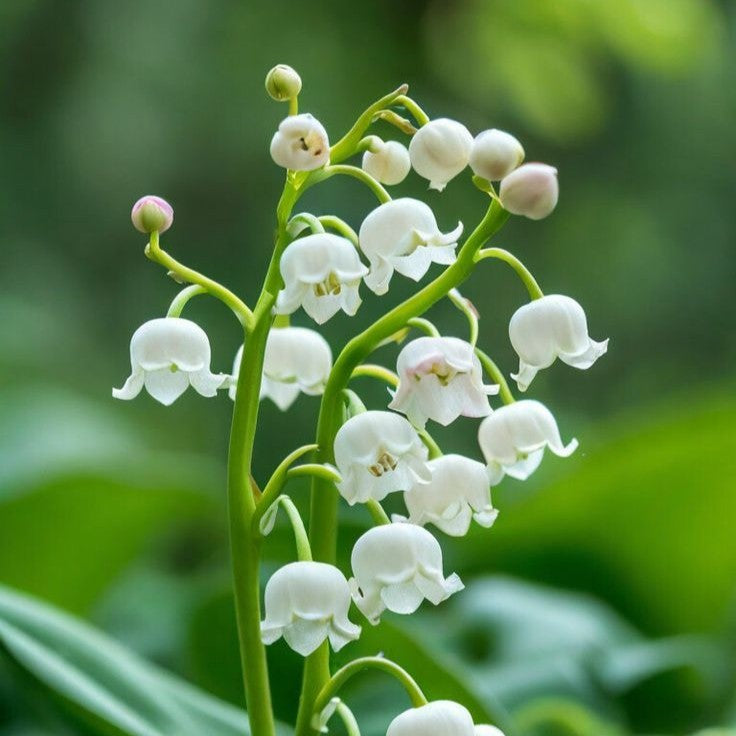 Lily of the Valley
