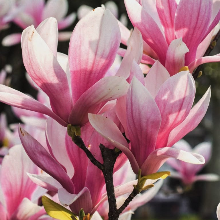 Graceful Magnolias
