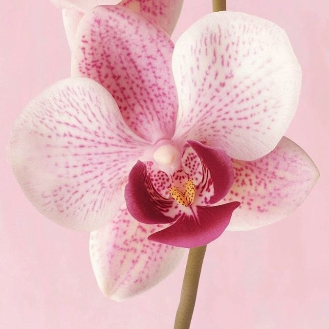 Beautiful Orchid