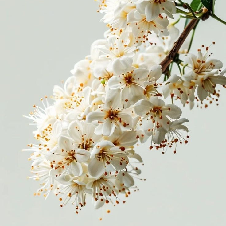 Delicate Osmanthus
