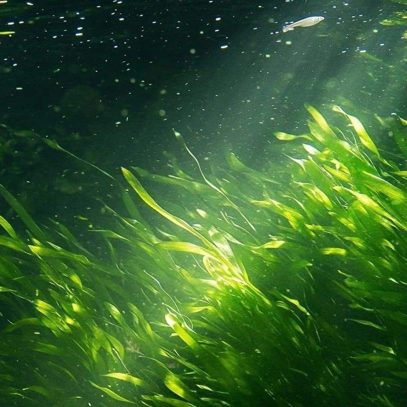 Marine Seaweed