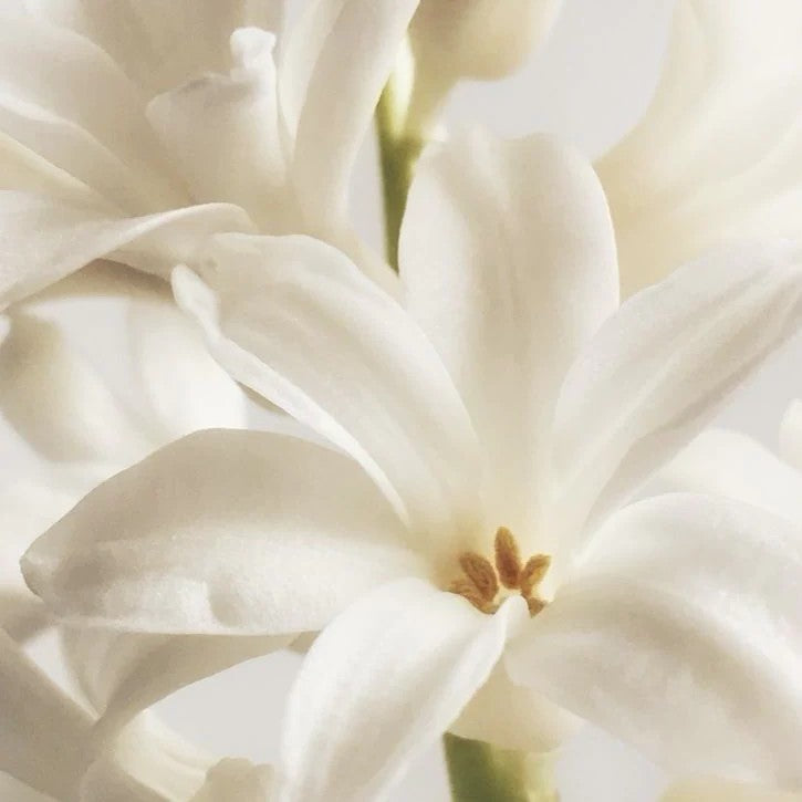 Creamy Tuberose