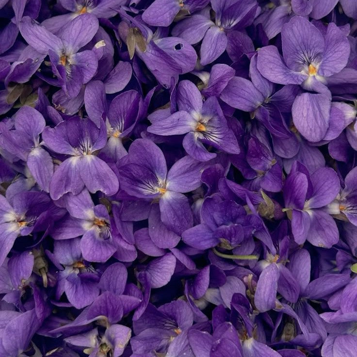 Powdery Violet