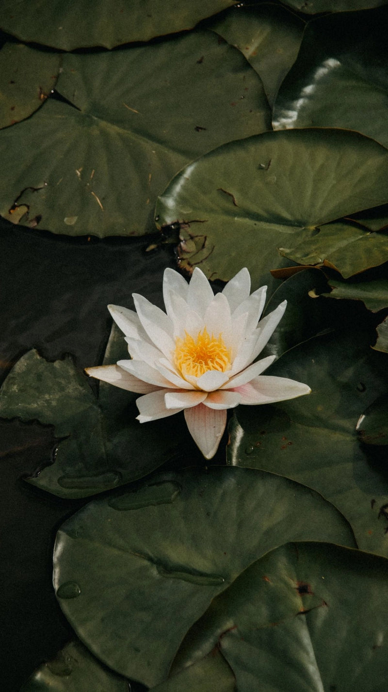 Blooming Water Lily
