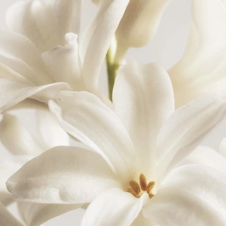 Radiant Neroli