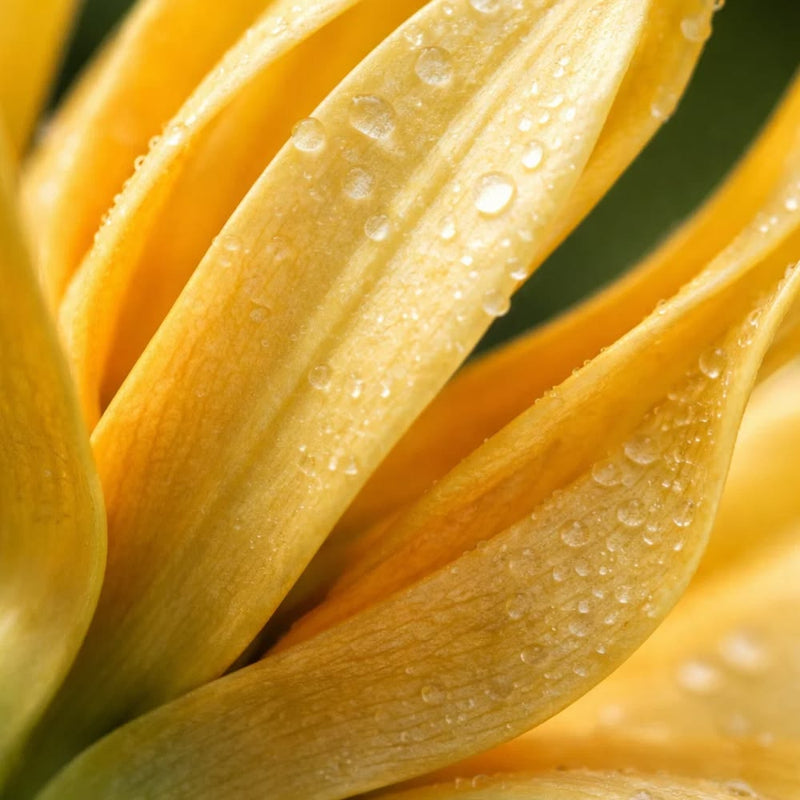 Golden Ylang-Ylang